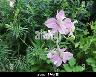 Dubbia Knight's-sperone, Larkspur, annuale (Delphinium Consolida ajacis, Delphinium ajacis), fioritura Foto Stock