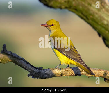 Rigogolo (Oriolus oriolus), femmina, Ungheria Foto Stock