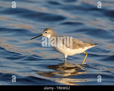 Marsh sandpiper (Tringa stagnatilis), wading in acqua, Israele Foto Stock