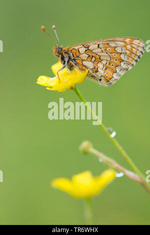 Marsh fritillary (Euphydryas aurinia, Eurodryas aurinia, Melitaea aurinia), il ranuncolo, Belgio Foto Stock