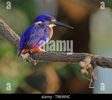 Azzurro kingfisher (Alcedo azurea, Alcedo azureus, Ceyx azureus), Australia Foto Stock