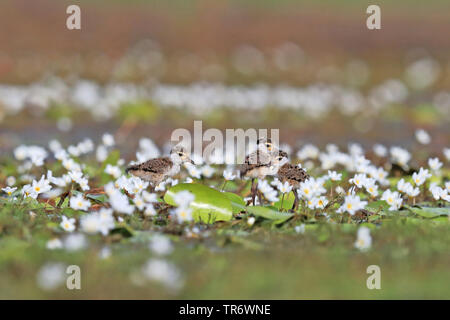 Nastrare plover (Vanellus tricolore), Australia, Darwin Foto Stock