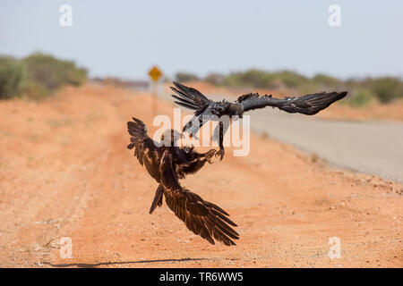 Cuneo-tailed eagle (Aquila audax), combattimento, Australia Foto Stock