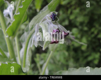 Il Segugio del comune di lingua, houndstoungue (Cynoglossum officinale), fioritura, in Germania, in Renania settentrionale-Vestfalia Foto Stock