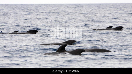 A breve alettato di Balene Pilota, pothead balena, Illex Balene Pilota, Pacific balena pilota, blackfish (Globicephala macrorhynchus), scuola di nuoto in corrispondenza della superficie dell'acqua, Azzorre Foto Stock