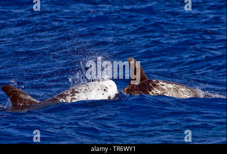 Risso, Dolphin grampus grigio, bianco-guidato grampus (Grampus griseus), in corrispondenza della superficie dell'acqua, Azzorre Foto Stock