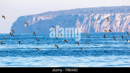 Baleari (Shearwater Puffinus mauretanicus), flying gregge, Isole Baleari Spagna, Ibiza Foto Stock