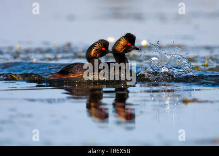 Nero-svasso collo (Podiceps nigricollis), due nuoto nero colli di svassi in allevamento piumaggio, Spagna Foto Stock