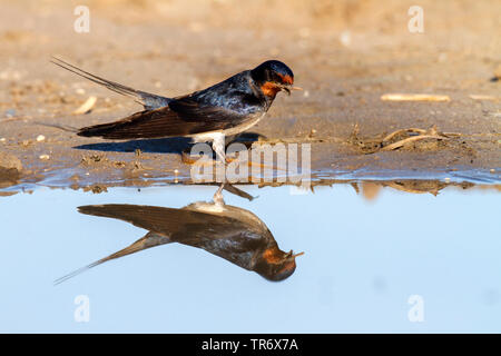 Barn swallow (Hirundo rustica), la raccolta del fango per il suo nido, Spagna Foto Stock