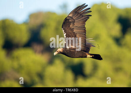 Spanish Imperial Eagle, aquila imperiale iberica, Adalberto's eagle (Aquila adalberti), volare, Spagna Foto Stock