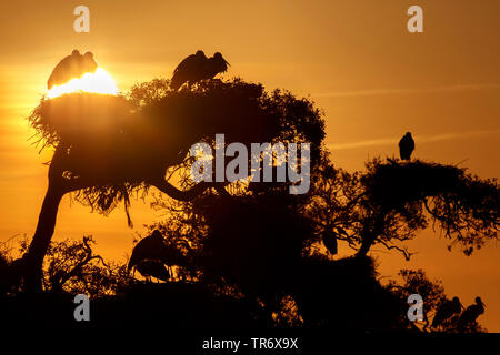 Cicogna bianca (Ciconia ciconia), cicogne nella struttura ad albero di corone, Spagna, parco nazionale di Donana Foto Stock