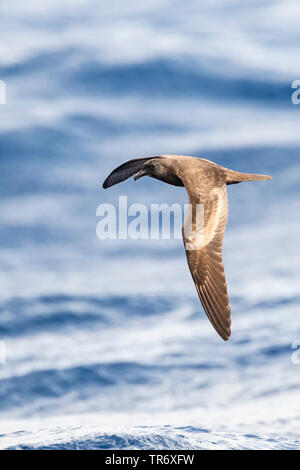 Bulwer's petrel (Bulweria bulwerii), volare sopra il mare, di Madera Foto Stock