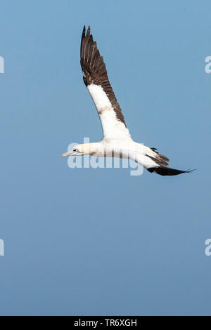 Cape gannet (Morus capensis), volare, Sud Africa, Western Cape, Bird Island Riserva Naturale Foto Stock