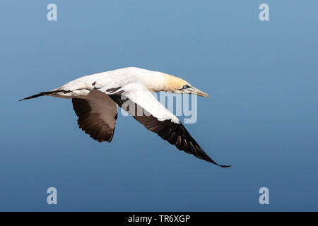 Cape gannet (Morus capensis), volare, Sud Africa, Western Cape, Bird Island Riserva Naturale Foto Stock