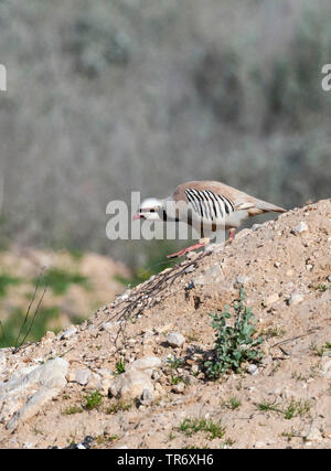 Pernice chukar (Alectoris chukar), camminando verso il basso di una collina, Israele Foto Stock