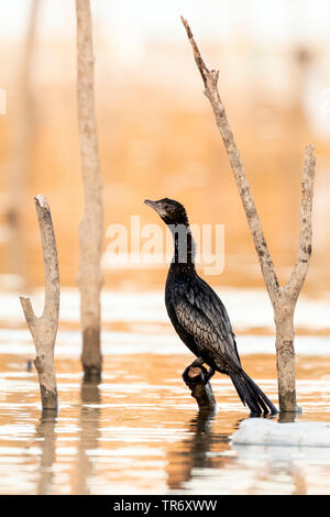 Cormorano pigmeo (Phalacrocorax pygmeus, Microcarbo pygmaeus), seduto su un post, Grecia, il lago di Kerkini Foto Stock