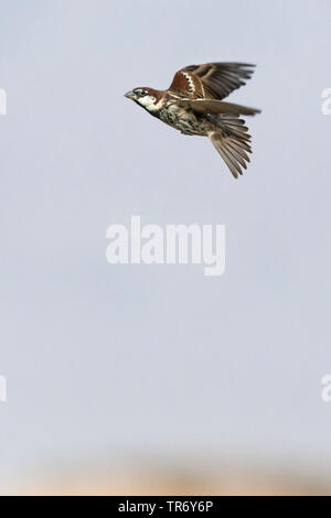 Passera sarda (Passer hispaniolensis), volare, Israele, Negev, Eilat Foto Stock