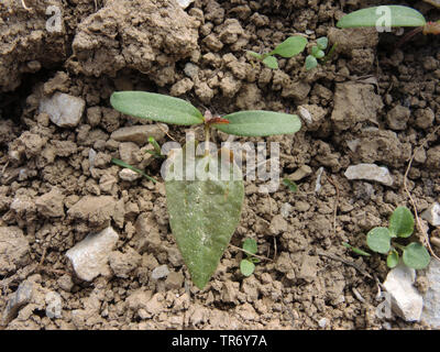 La scalata del grano saraceno, nero centinodia (Fallopia convolvulus, Polygonum convolvulus, Bilderdykia convolvulus), la piantina, in Germania, in Renania settentrionale-Vestfalia Foto Stock