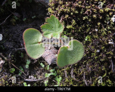 A lungo sgambate cranesbill, lungo picciolo cranesbill (Geranium columbinum), la piantina, in Germania, in Renania settentrionale-Vestfalia Foto Stock