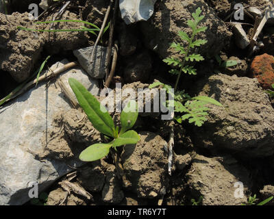 Niger, Ramtilla, noog, nug, nyger, nyjer, semi di Niger; ramtil, ramtilla, inga seme, blackseed (Guizotia abyssinica, Guizotia oleifera, Guizotia scabra ), piantine di noog e bee cibo, Phacelia tanacetifolia, in Germania, in Renania settentrionale-Vestfalia Foto Stock