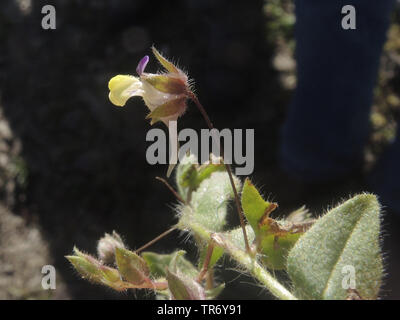 Sharp-lasciava fluellin, sharppoint fluvellin, sharp-punto toadflax (Kickxia elatine), fiore, in Germania, in Renania settentrionale-Vestfalia Foto Stock