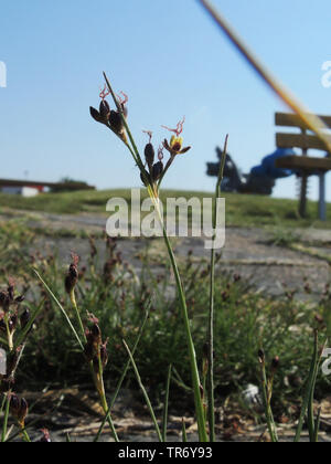 Black Grass rush, nero-erba rush, sale palude rush (Juncus gerardii), fioritura, Germania, Schleswig-Holstein, Frisia settentrionale Foto Stock