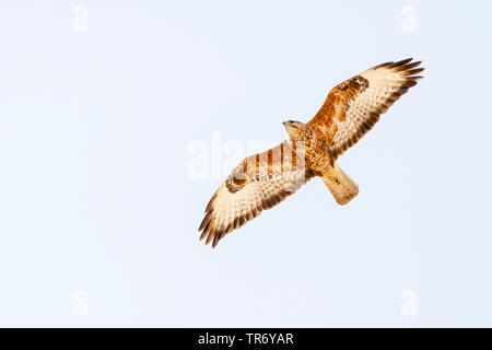 Steppa poiana (Buteo buteo vulpinus), sulla migrazione oltre le montagne di Eilat, Israele, Negev, Eilat Foto Stock