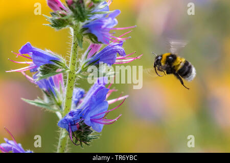 Piccolo giardino Bumble Bee (Bombus hortorum), in volo vicino a bugloss blossom, in Germania, in Baviera Foto Stock