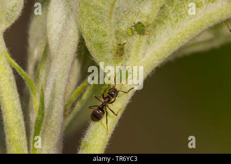 Marrone (ant Lasius brunneus), con afidi in una colonia su un albero di mele ramoscello, in Germania, in Baviera, Isental Foto Stock