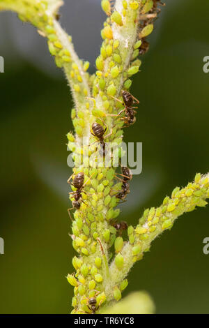 Marrone (ant Lasius brunneus), marrone ant afidi di mungitura in una colonia su un albero di mele ramoscello, in Germania, in Baviera, Isental Foto Stock