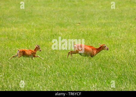 Muflone (Ovis musimon, Ovis gmelini musimon, Ovis orientalis musimon), pecora in esecuzione con agnello su un prato, in Germania, in Baviera Foto Stock