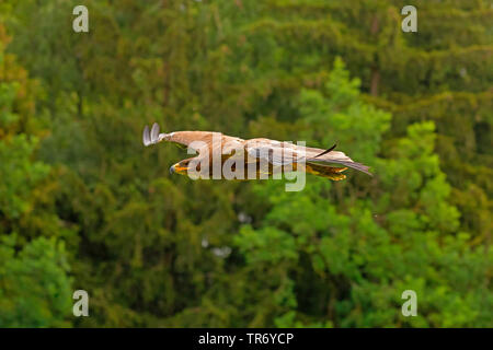 Steppa eagle (Aquila nipalensis, Aquila rapax nipalensis), scivolando nella parte anteriore del bordo della foresta Foto Stock