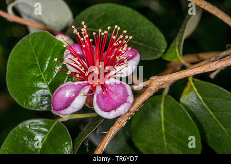 Guaiava (Psidium guajava), fiore Foto Stock