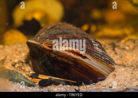 Common pond mussel, duck mussel (Anodonta anatina), detail with in and out siphons, Germany Foto Stock