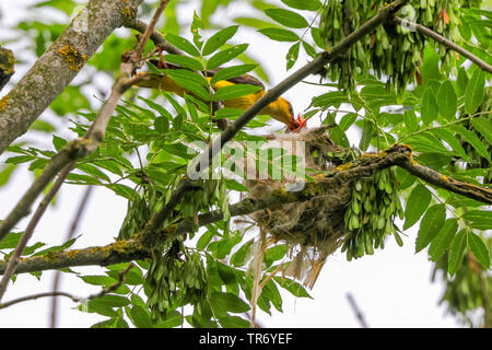 Rigogolo (Oriolus oriolus), maschio alimentazione cuscino nel nido con , Germania, il Land della Baviera Foto Stock