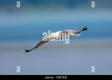 Giallo-zampe (gabbiano Larus michahellis, Larus cachinnans michahellis), in volo planato, in Germania, in Baviera, il Lago Chiemsee Foto Stock