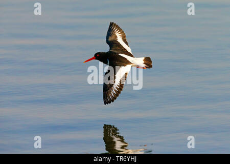 Paleartica (oystercatcher Haematopus ostralegus), volare sopra il mare, Svezia Foto Stock