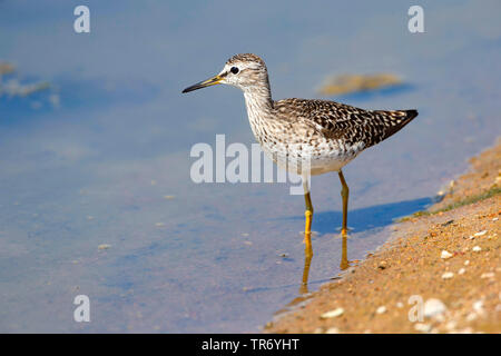 Wood sandpiper (Tringa glareola), in piedi in acqua poco profonda, Germania Foto Stock