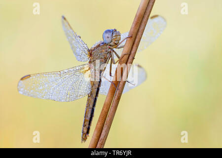 Ampia Scarlet, comune Scarlet-darter, Scarlet Darter, Scarlet Dragonfly (Crocothemis erythraea, Croccothemis erythraea), femmina con dewdrops a uno stelo, in Germania, in Baviera Foto Stock