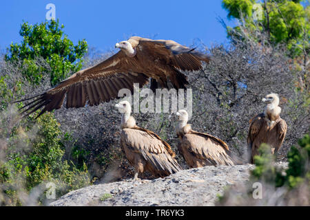 Grifone (Gyps fulvus), a partire da una roccia, Croazia Foto Stock