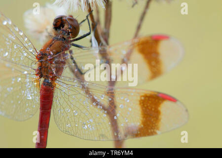 Nastrare (sympetrum pedemontanum Sympetrum), in corrispondenza di un'infiorescenza con rugiada di mattina, in Germania, in Baviera Foto Stock