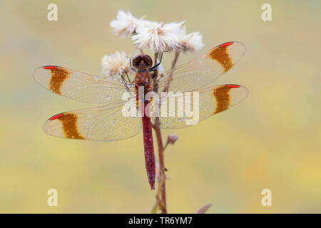 Nastrare (sympetrum pedemontanum Sympetrum), in corrispondenza di un'infiorescenza con rugiada di mattina, in Germania, in Baviera Foto Stock