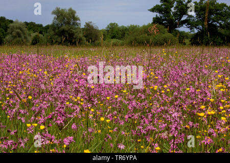 Prato campion, Ragged-robin (Lychnis flos-cuculi, Silene flos-cuculi), che fiorisce in un prato, insieme con il ranuncolo, Ranunculus acris, in Germania, in Baviera Foto Stock