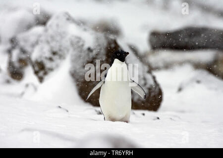 Adelie penguin (Pygoscelis adeliae), sulla neve, Antartide Foto Stock