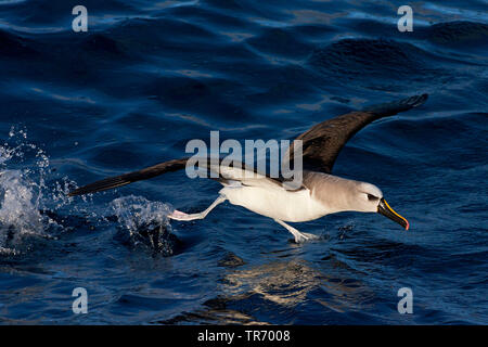 Atlantic giallo-naso (albatross Thalassarche chlororhynchos), partendo dal mare, Tristan da Cunha Foto Stock