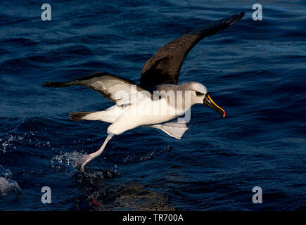 Atlantic giallo-naso (albatross Thalassarche chlororhynchos), partendo dal mare, Tristan da Cunha Foto Stock