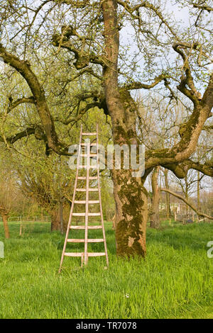 Apple tree (malus domestica), con scaletta in primavera, Paesi Bassi, Gelderland, Betuwe Foto Stock