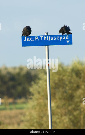 Carrion crow (Corvus corone, Corvus corone corone), coppia seduta su un cartello stradale, Paesi Bassi, Oostvaardersplassen Foto Stock