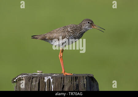 Comune (redshank Tringa totanus), arroccato sul polo, Paesi Bassi Foto Stock