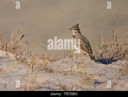 Crested lark (Galerida cristata), Spagna Tarifa Foto Stock